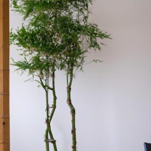 Cây Tre Trang Trí Nội Thất