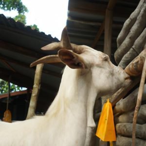 Con Dê đánh Số Mấy