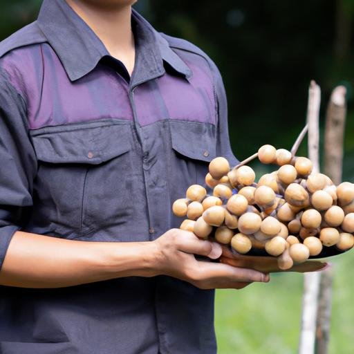 Nông dân nắm một chùm nhãn tím đồng tháp chín mọng