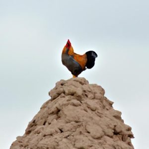 Gà Chọi ăn Cát