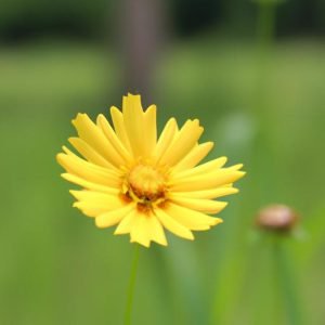 Hoa Vàng Mấy độ Lyrics