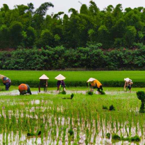 Nhóm nông dân làm việc trên đồng lúa tại Xã Đất Cuốc