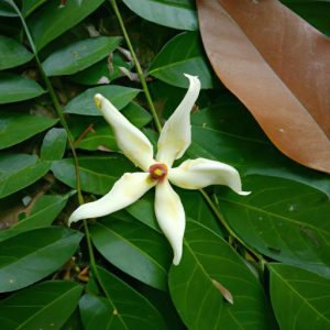 Phi Hoa Tiên Ngọc Lục