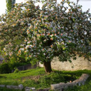 Quince Là Gì