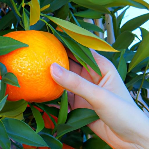 Một bàn tay với đôi ngón tay trỏ và cái úp sẵn sàng hái một quả quýt clementine chien chín trên cây.