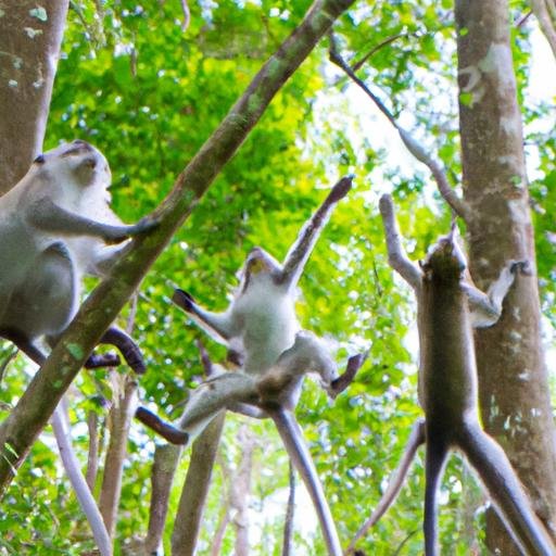 Bầy khỉ đu dây trên dàn tre ở rừng