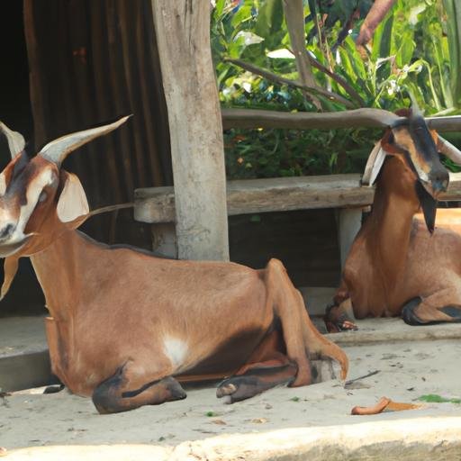 So sánh sự giống nhau và khác nhau: Sư tử và hà mã sống chung môi trường