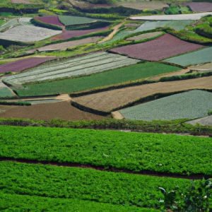 Tai Green Farm 2