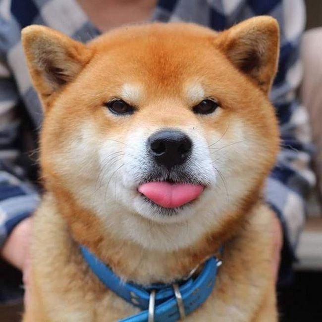 Ảnh avatar chó Shiba siêu đáng yêu, siêu dễ thương