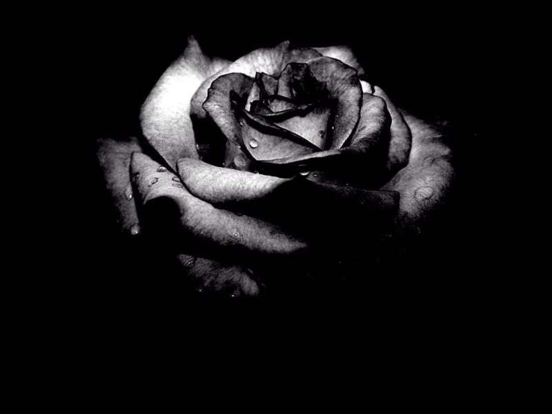 Avatar đen trắng buồn bông hồng