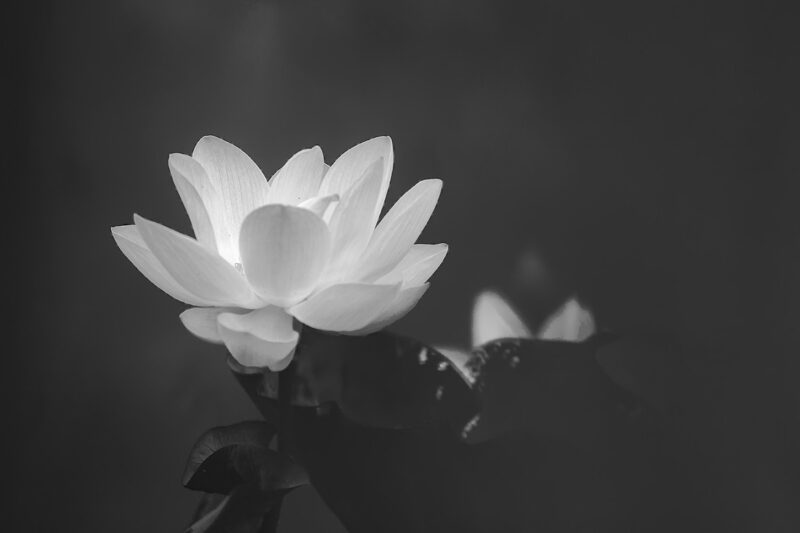 Avatar đen trắng buồn hoa sen