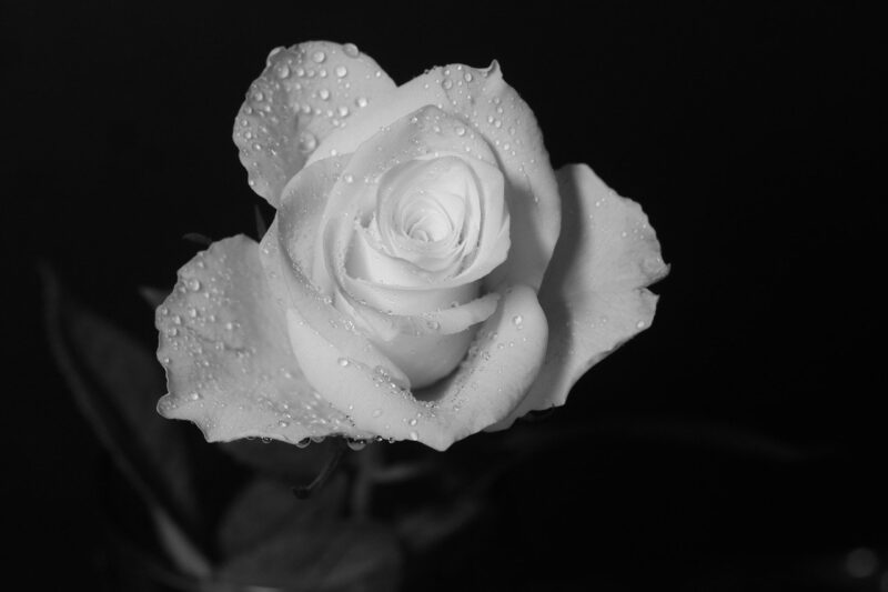 Avatar đen trắng buồn hoa hồng trắng