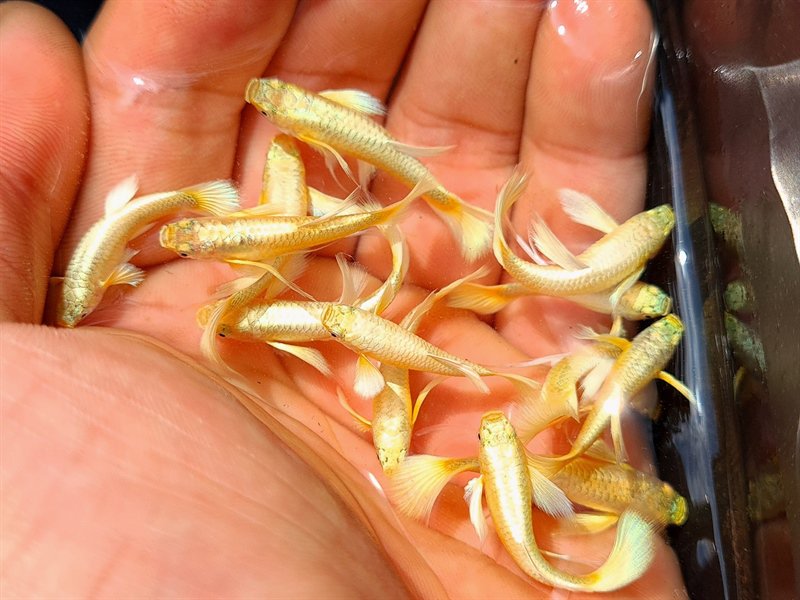 Cá Bảy Màu Full Gold - Đặc điểm, cách nuôi, giá bán và địa chỉ mua
