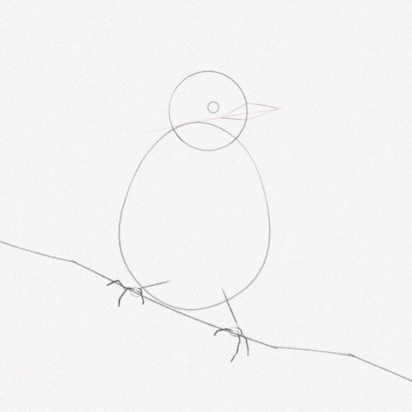ve con chim 3469 15 13 Hướng dẫn cách vẽ con chim đơn giản chi tiết các bước