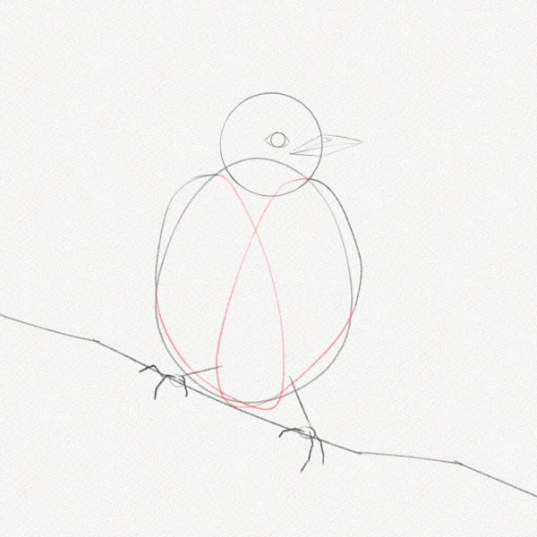 ve con chim 3469 15 17 Hướng dẫn cách vẽ con chim đơn giản chi tiết các bước