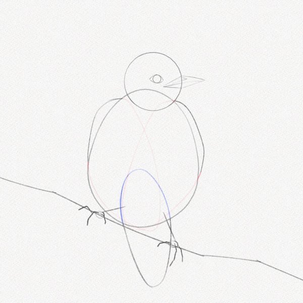 ve con chim 3469 15 18 Hướng dẫn cách vẽ con chim đơn giản chi tiết các bước