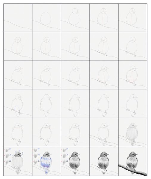 ve con chim 3469 15 2 Hướng dẫn cách vẽ con chim đơn giản chi tiết các bước
