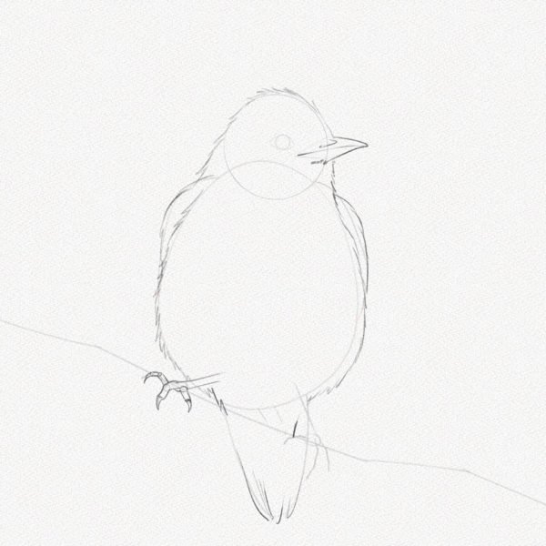 ve con chim 3469 15 20 Hướng dẫn cách vẽ con chim đơn giản chi tiết các bước