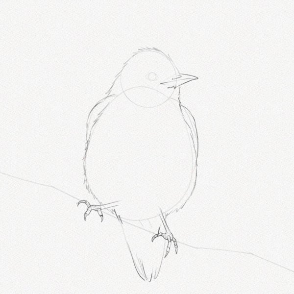 ve con chim 3469 15 21 Hướng dẫn cách vẽ con chim đơn giản chi tiết các bước