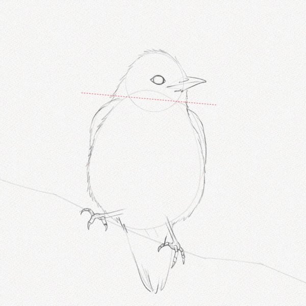 ve con chim 3469 15 23 Hướng dẫn cách vẽ con chim đơn giản chi tiết các bước
