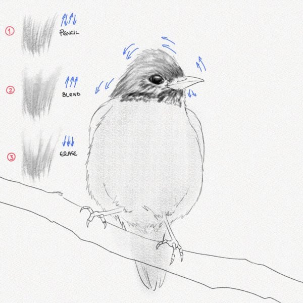 ve con chim 3469 15 27 Hướng dẫn cách vẽ con chim đơn giản chi tiết các bước