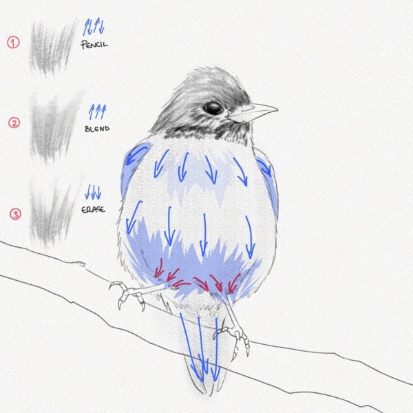 ve con chim 3469 15 28 Hướng dẫn cách vẽ con chim đơn giản chi tiết các bước