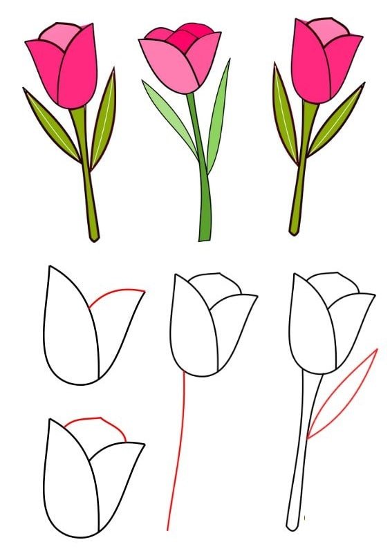 cách vẽ hoa tulip đẹp nhất