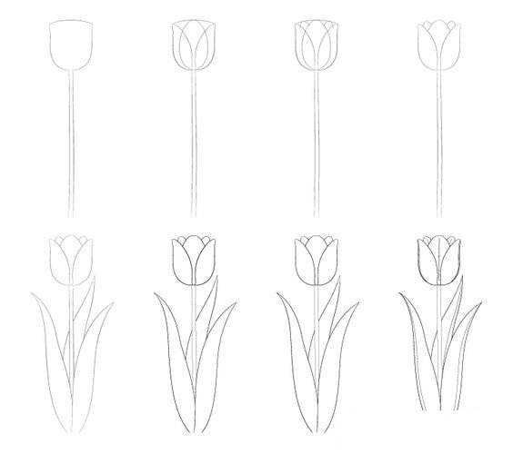 các bước vẽ hoa tulip