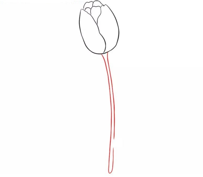 cách vẽ hoa tulip bước 4