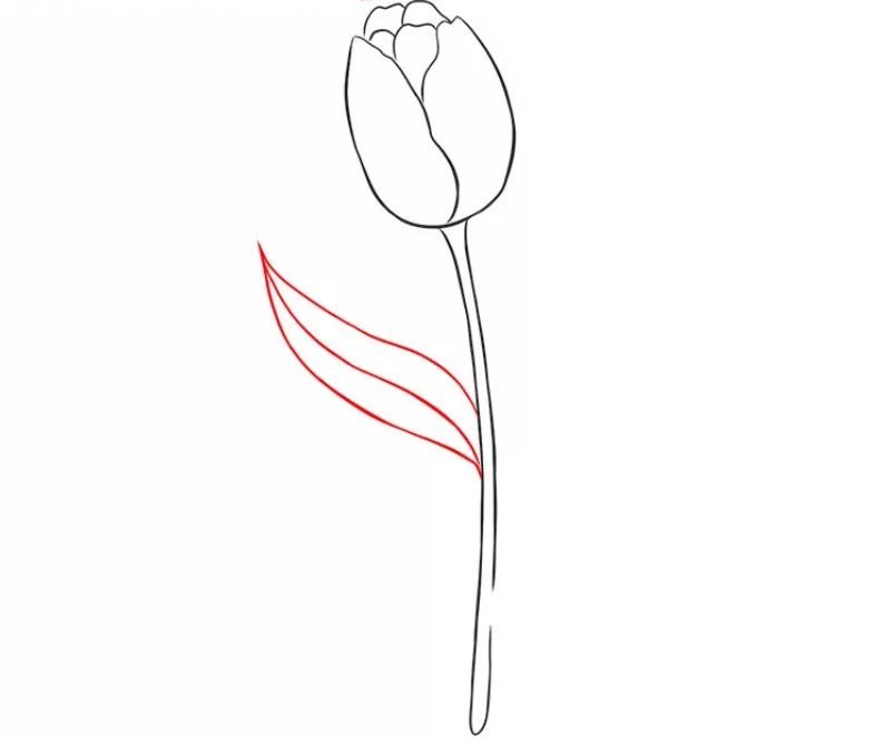cách vẽ hoa tulip bước 5