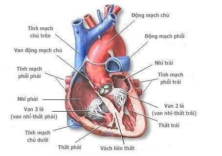 cấu tạo tim, giải phẫu tim, kiến thức về tim, siêu âm tim