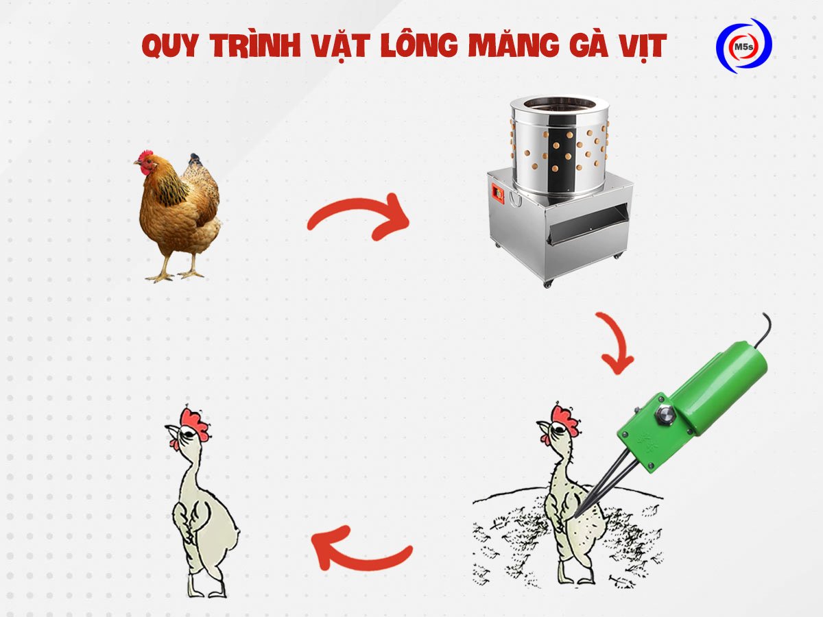 Quy trình sử dụng máy vặt lông măng gà vịt