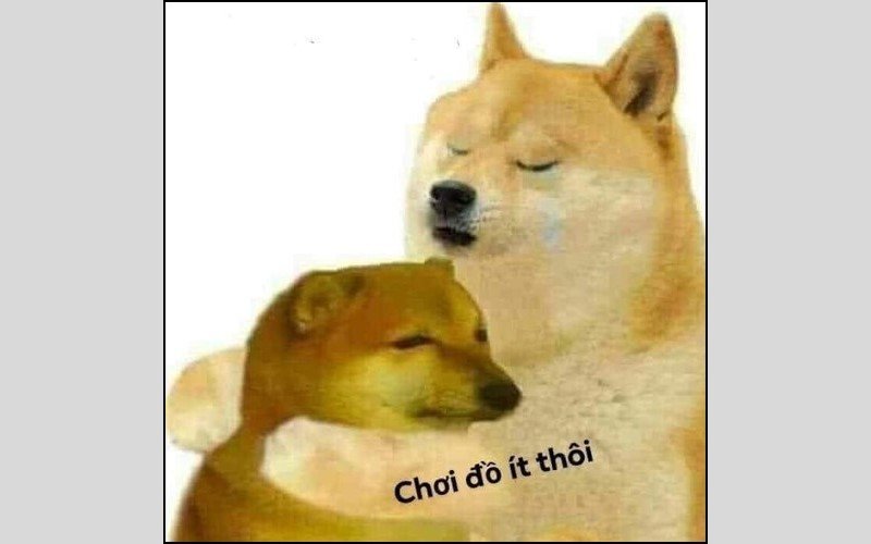 Meme chó hài hước, bựa 5