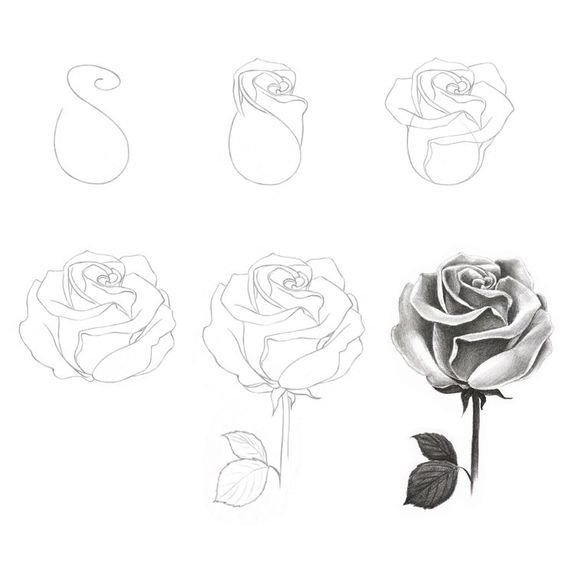 cách vẽ hoa hồng 3d