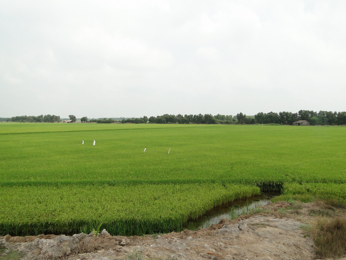 Ruộng lúa tại Huyện Mộc Hóa