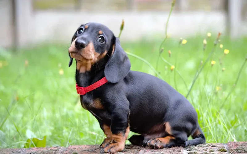 Chó Dachshund (chó Lạp Xưởng/Xúc Xích)