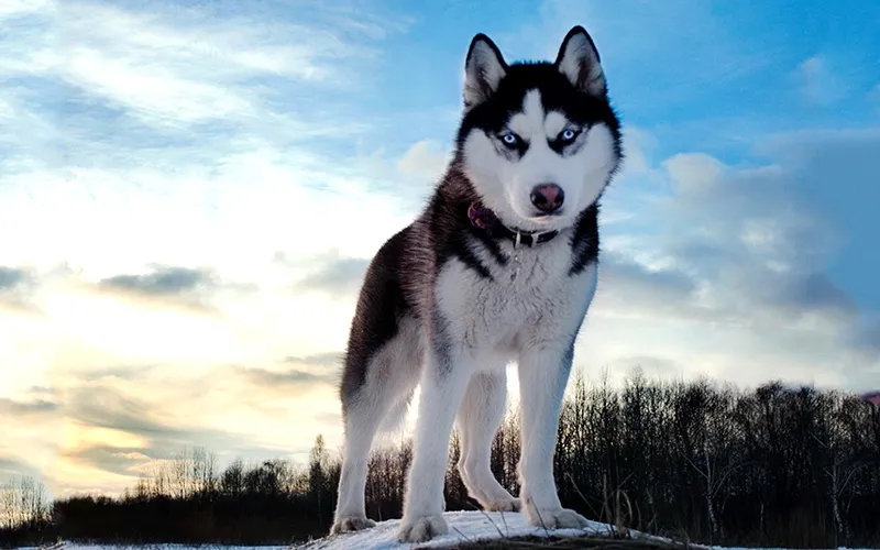 Chó Husky