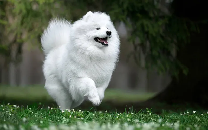 Chó Samoyed