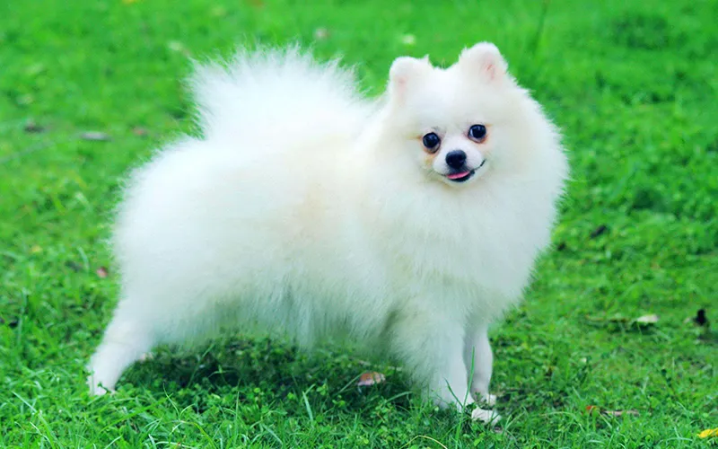 Chó Pomeranian (chó Phốc sóc)