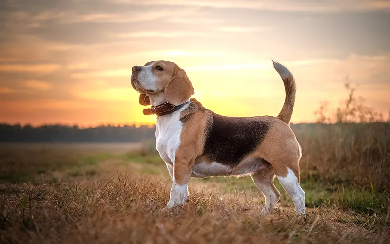 Chó Beagle