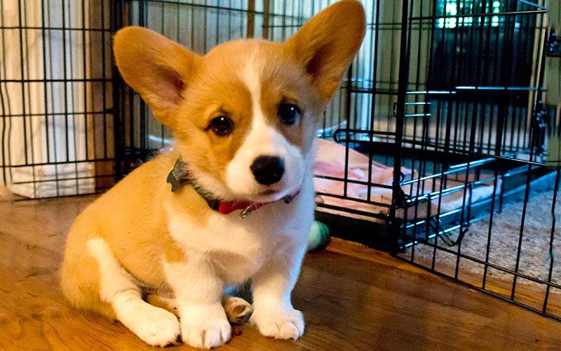 Chó Corgi