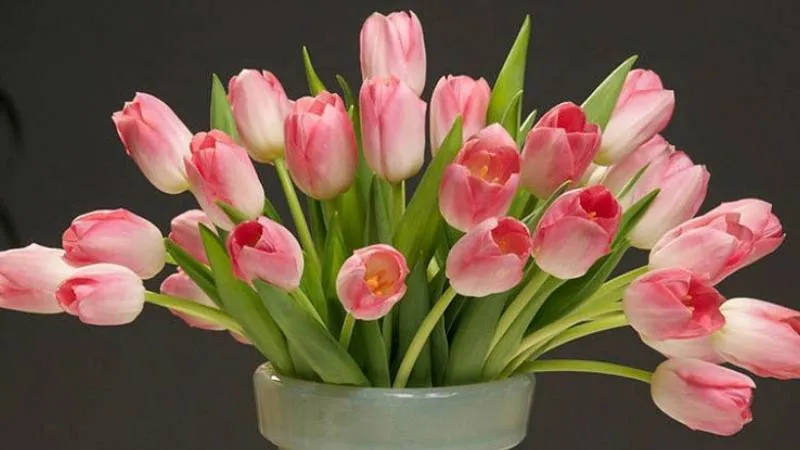 Hoa tulip tượng trưng cho tình yêu hoàn hảo, sự lãng mạn, và sự thuần khiết.