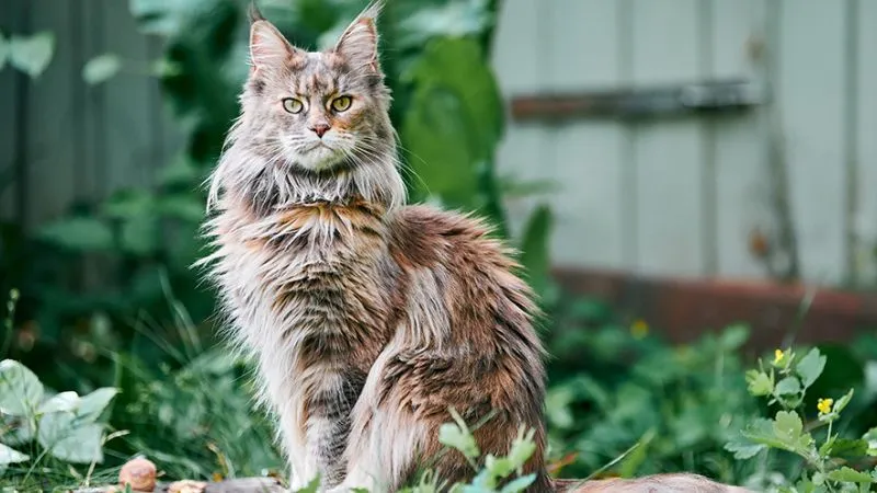 Cách nuôi mèo Maine Coon