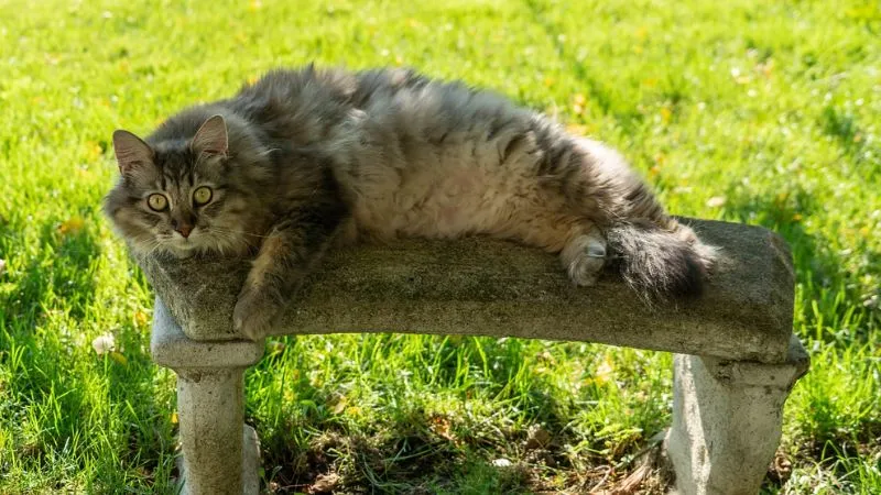 Kinh nghiệm mua mèo Maine Coon