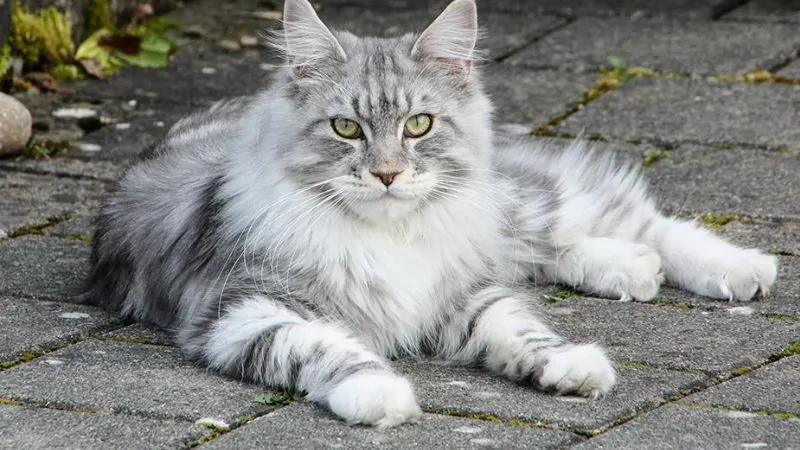 Các màu lông mèo Maine Coon phổ biến