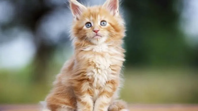 Tìm hiểu về giống mèo Maine Coon