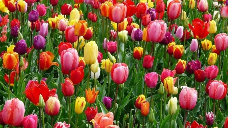 Những địa điểm ngắm hoa Tulip đẹp nhất