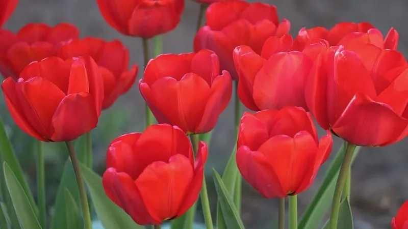 Những điều cần biết khi mua và tặng hoa Tulip