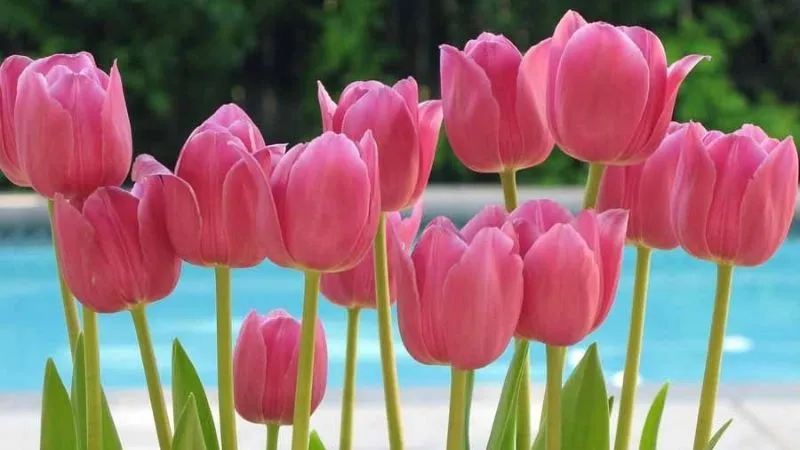 Các loại hoa Tulip phổ biến