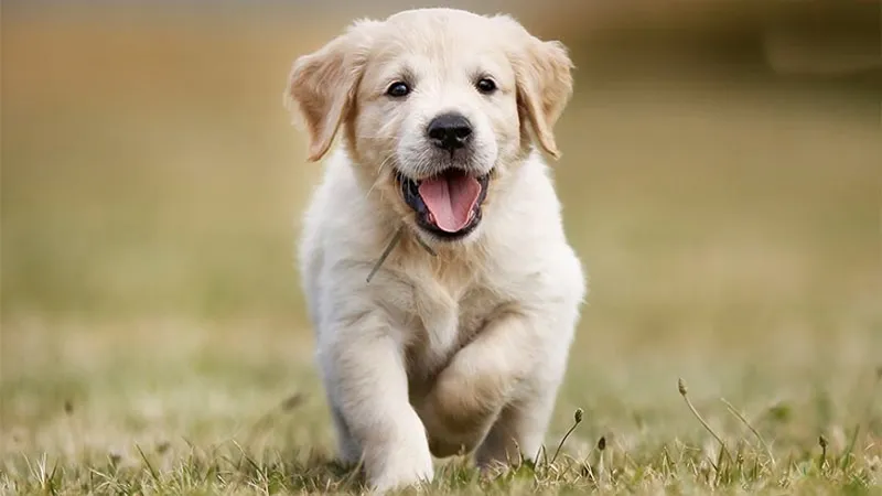 Tìm hiểu về giống chó Golden